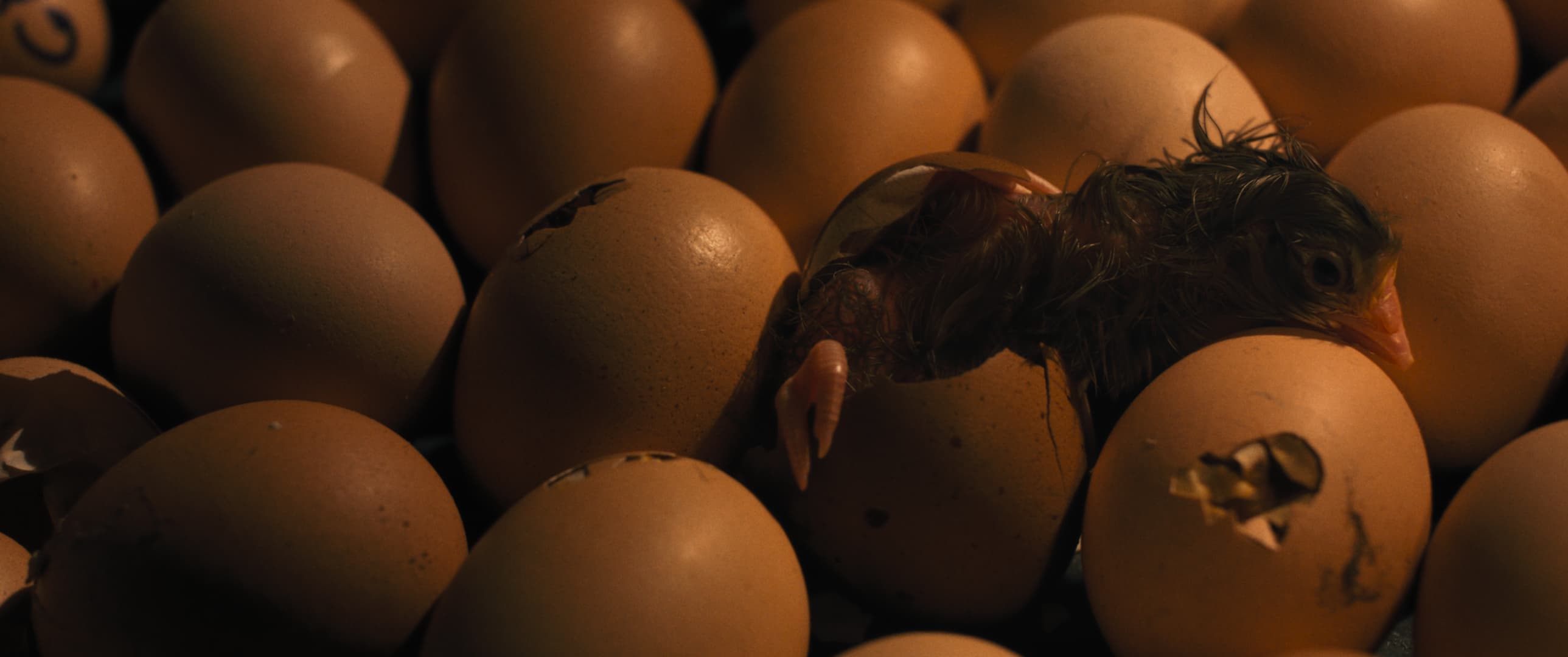 Hen