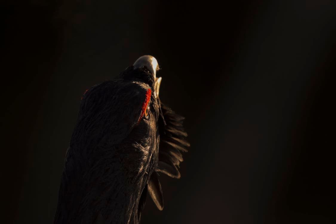 Le chant des forêts